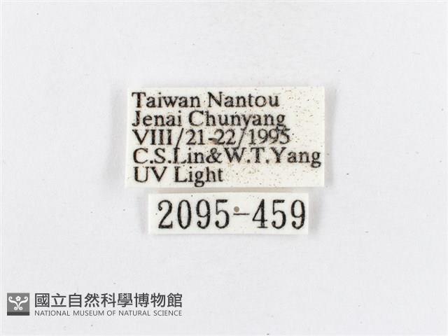 蓬萊茶斑蛾藏品圖，第3張