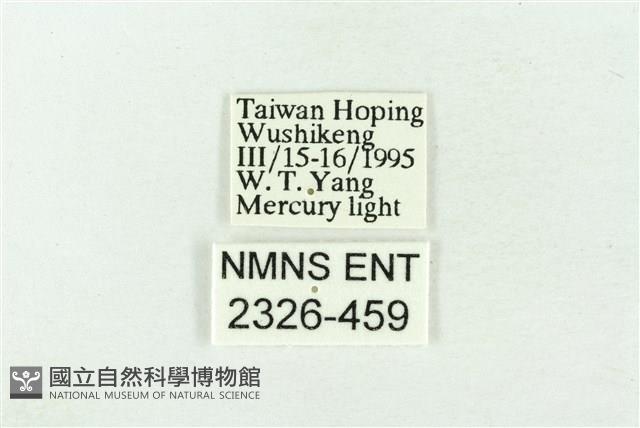 印華波紋蛾藏品圖，第3張