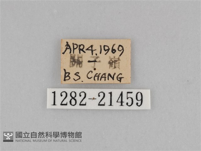 切翅眉眼蝶藏品圖，第3張