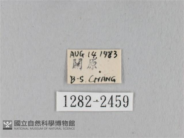 褐斜帶枯葉蛾藏品圖，第3張