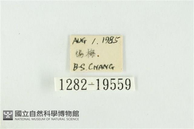 黑翅黃毒蛾藏品圖，第3張