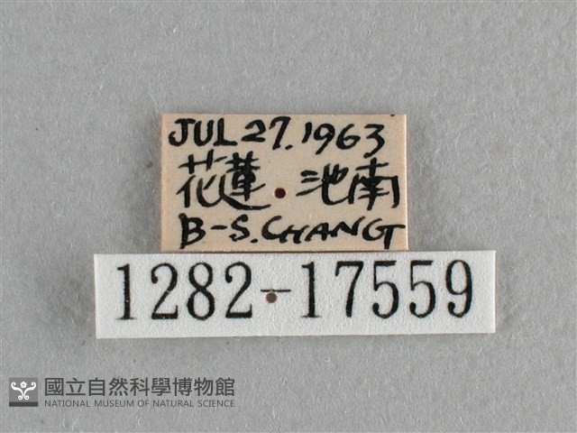 異色尖粉蝶藏品圖，第3張
