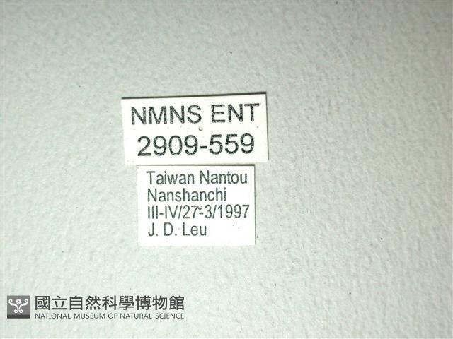 斑鳳蝶藏品圖，第3張
