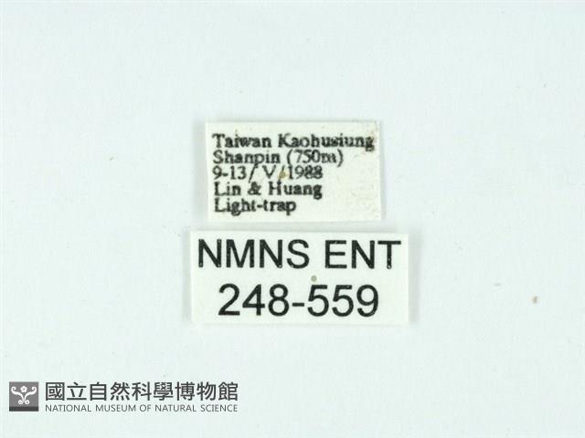 長腳大織蛾藏品圖，第3張