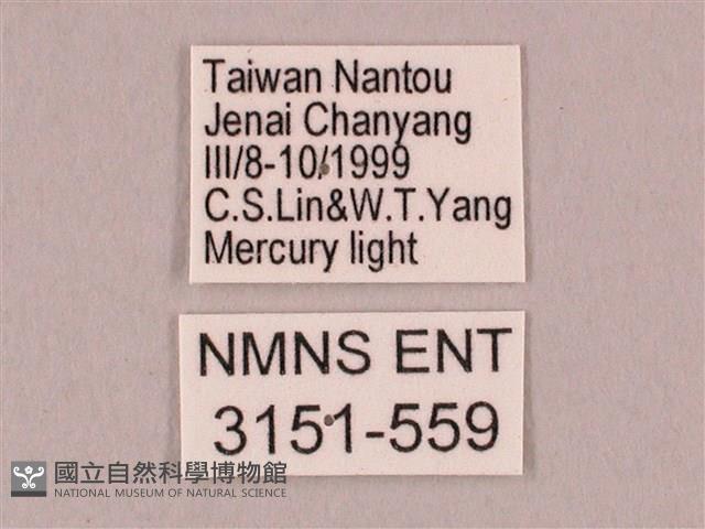 栗六點天蛾藏品圖，第3張