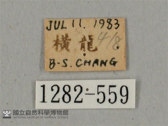 廣東鷹翅天蛾藏品圖，第3張