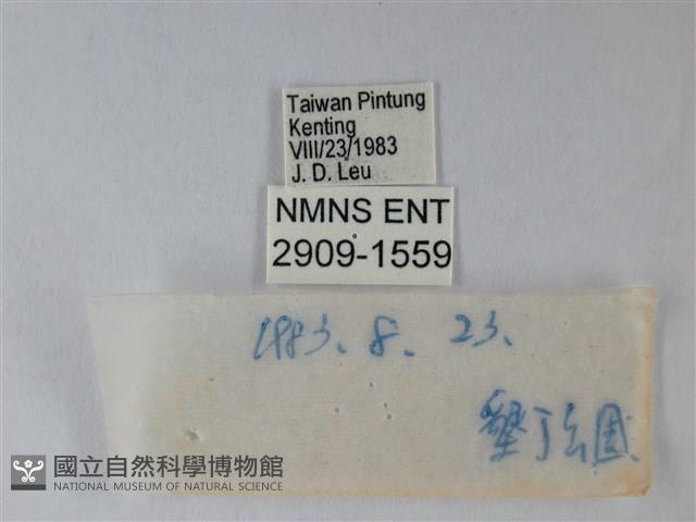 淡青雅波灰蝶藏品圖，第3張
