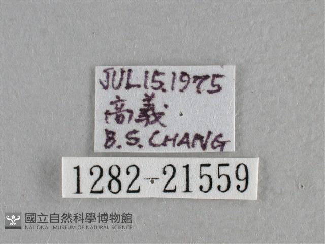 小稻弄蝶藏品圖，第3張