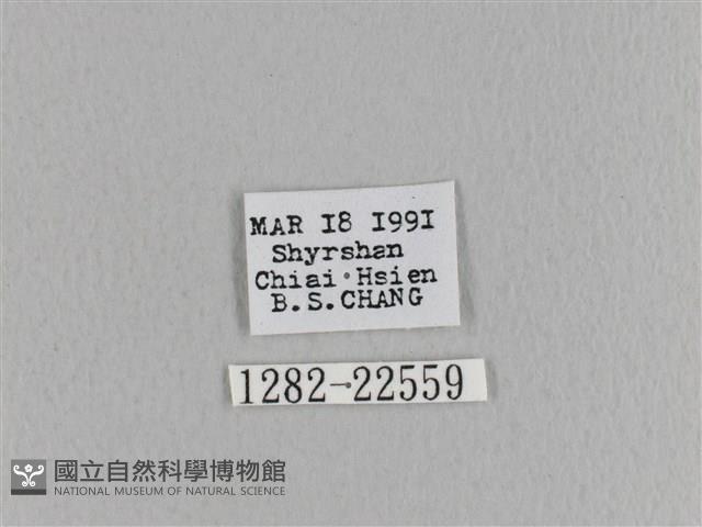 臺灣枯葉蛾藏品圖，第3張