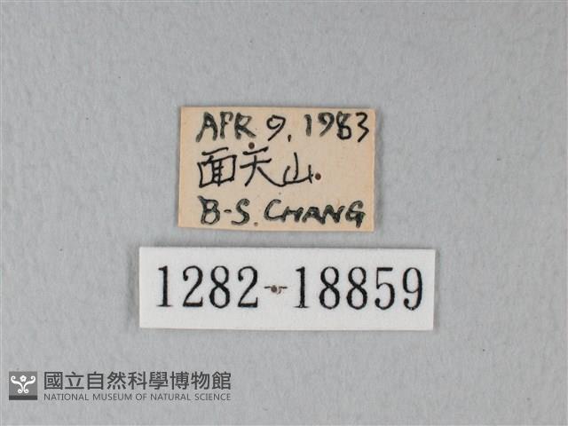 緣點白粉蝶藏品圖，第3張