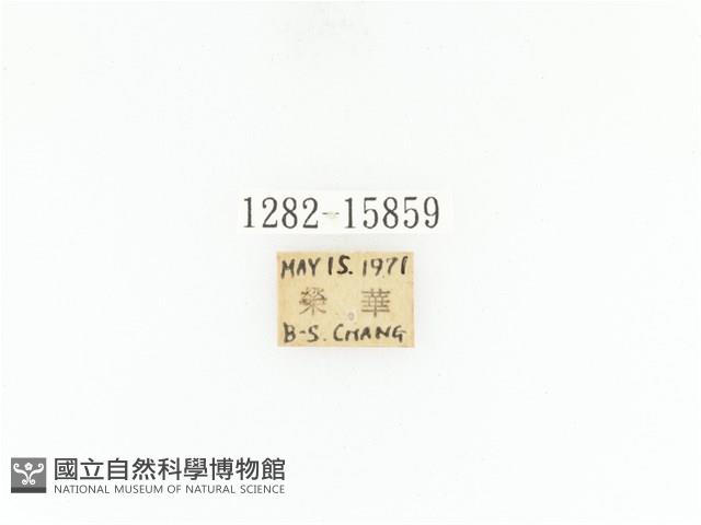 臺灣角金龜藏品圖，第2張