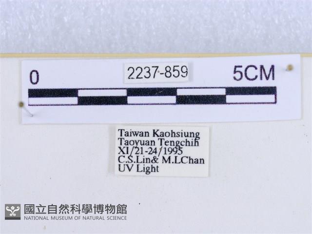 閃光苔蛾藏品圖，第3張