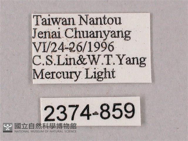 榆綠天蛾藏品圖，第3張