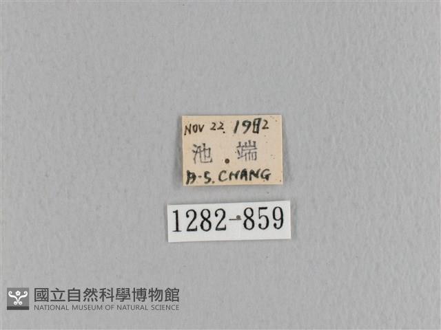 臺灣枯葉蛾藏品圖，第3張