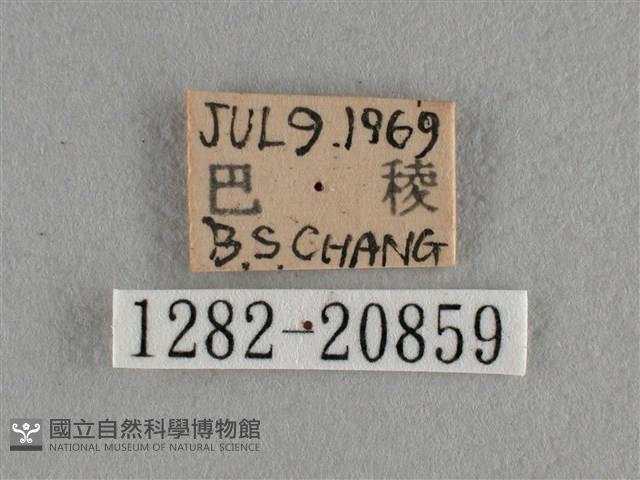 臺灣榿翠灰蝶藏品圖，第3張