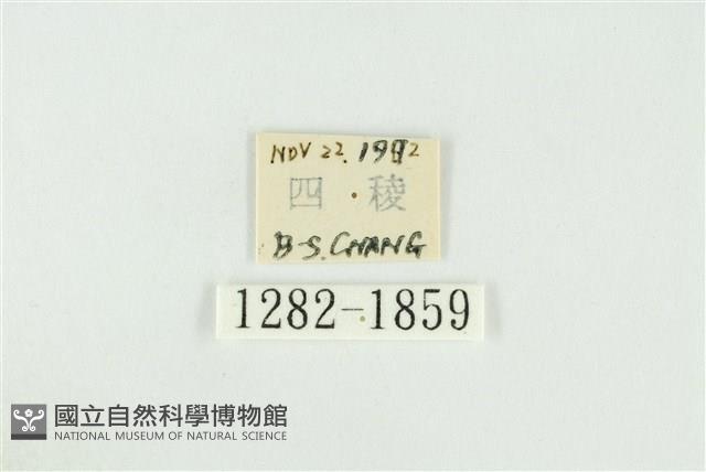 寬紋黃毒蛾藏品圖，第3張