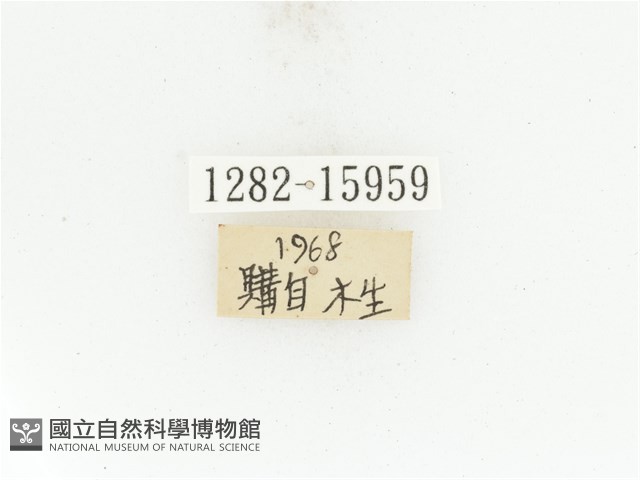 臺灣扇角金龜藏品圖，第2張