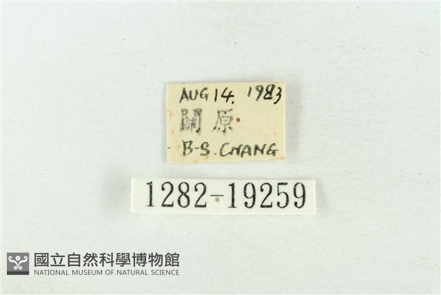 印華波紋蛾藏品圖，第3張