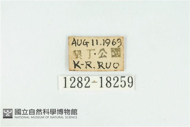 臺灣玄灰蝶藏品圖，第3張
