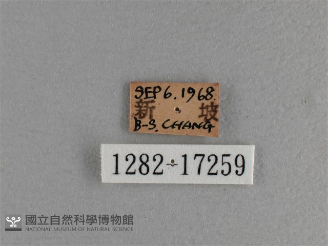 大紅蛺蝶藏品圖，第3張