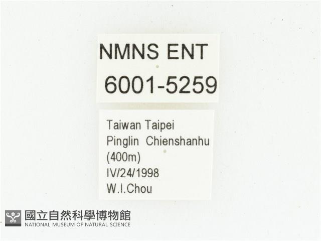 血紅虎斑花金龜藏品圖，第2張