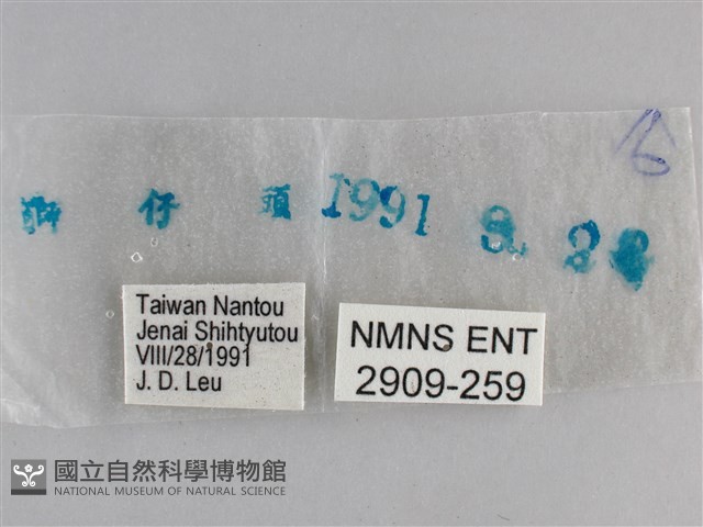 大幽眼蝶藏品圖，第3張