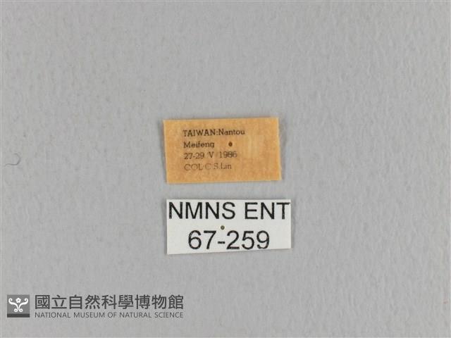 大褐斑枯葉蛾藏品圖，第3張