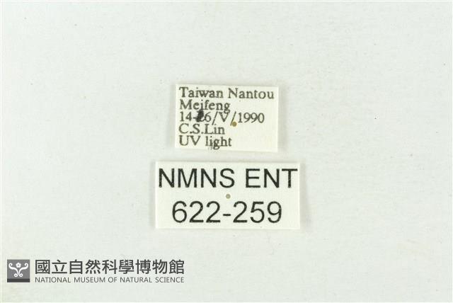 棍棒污燈蛾藏品圖，第3張