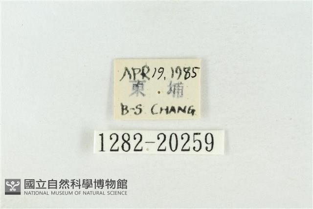 基褐綠刺蛾藏品圖，第3張