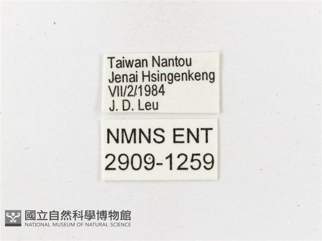 玉山幽眼蝶藏品圖，第3張