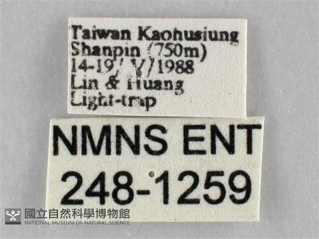 斜紋夜盜蛾藏品圖，第3張