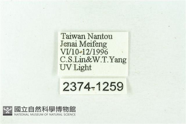 赭新污燈蛾藏品圖，第3張