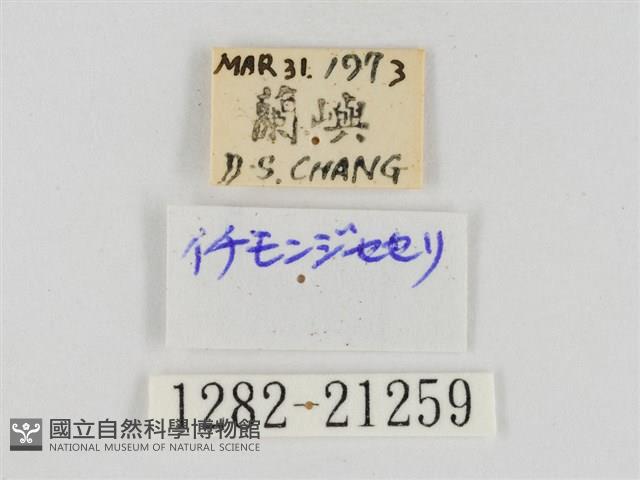 稻弄蝶藏品圖，第3張