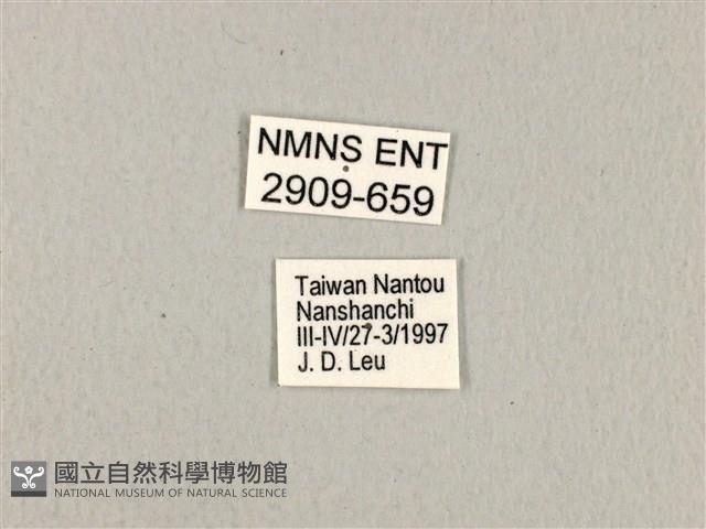寬帶青鳳蝶藏品圖，第3張
