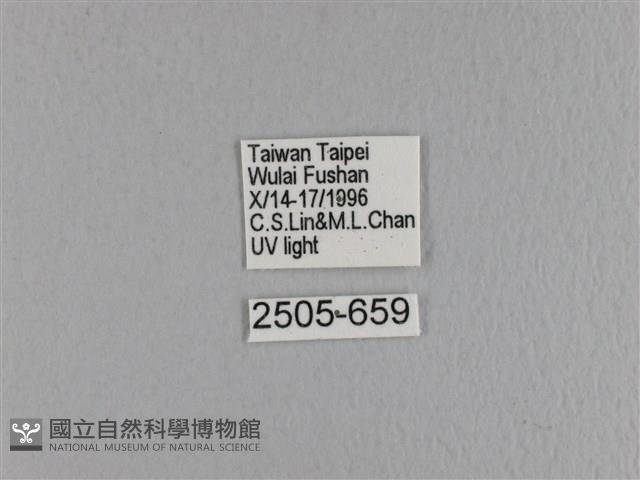 大褐斑枯葉蛾藏品圖，第3張