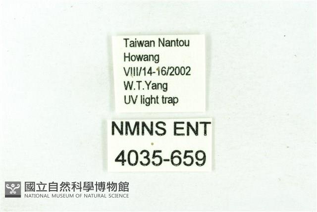 臺雪苔蛾藏品圖，第3張
