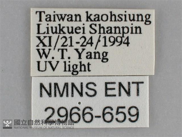 大胡麻斑星尺蛾藏品圖，第3張