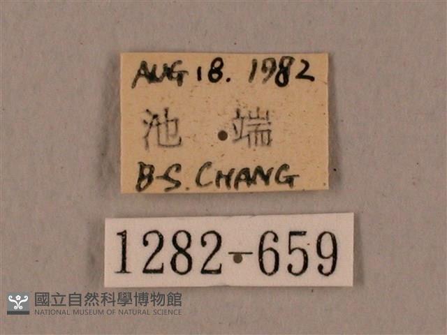 鋸線天蛾藏品圖，第3張