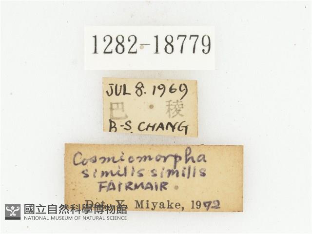 臺灣高山褐騷金龜藏品圖，第2張