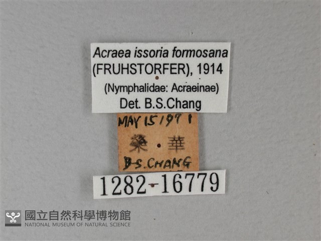苧麻細蝶藏品圖，第3張