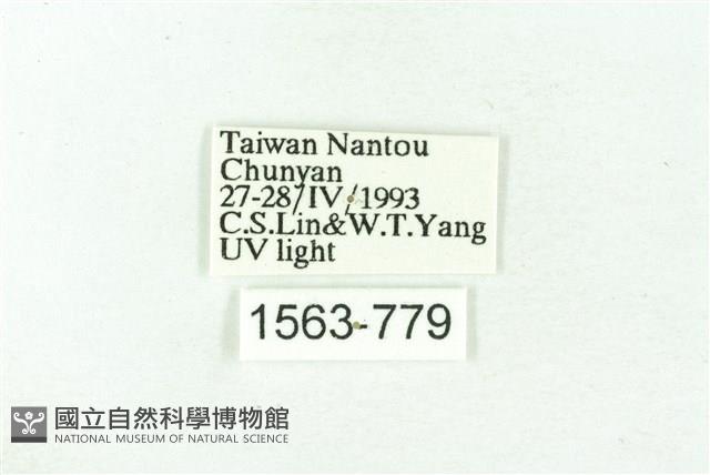 臺雪苔蛾藏品圖，第3張