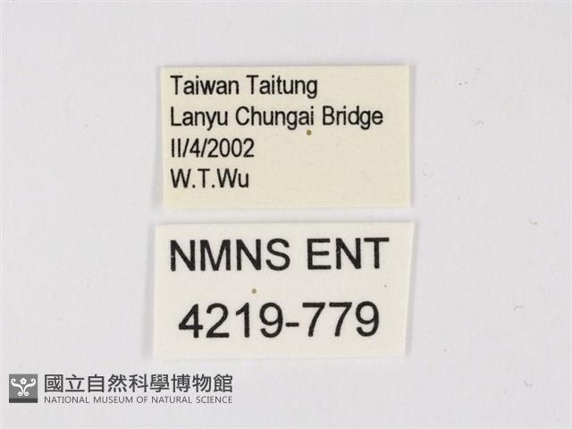 曲波紋灰蝶藏品圖，第3張