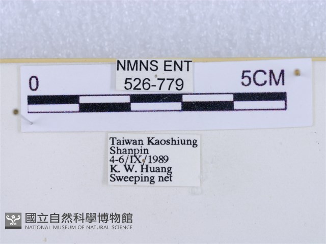 閃光苔蛾藏品圖，第3張