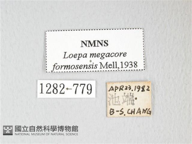 黃豹天蠶蛾藏品圖，第3張