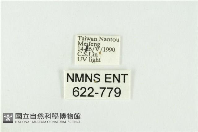 寬紋黃毒蛾藏品圖，第3張