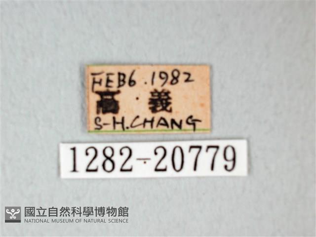 細邊琉灰蝶藏品圖，第3張
