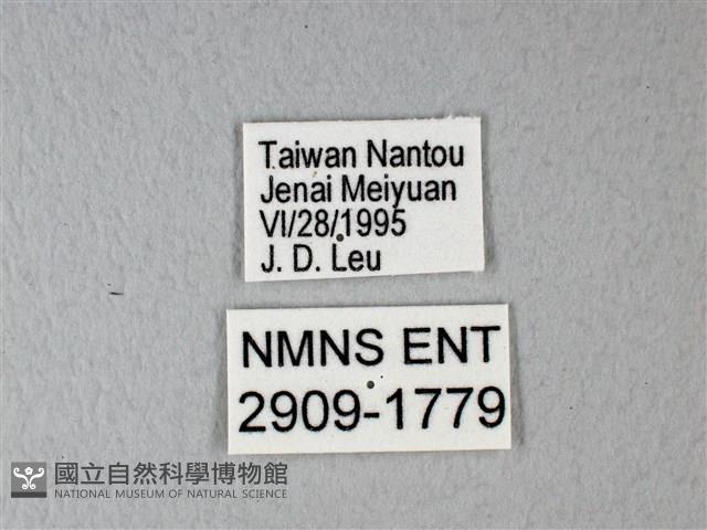 異粉蝶、雌白黃蝶藏品圖，第3張