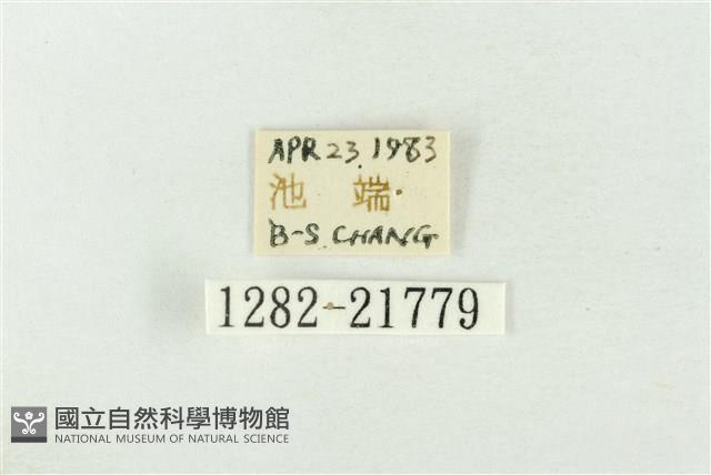 素木綠刺蛾藏品圖，第3張