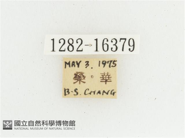 黃肩長腳花金龜藏品圖，第2張