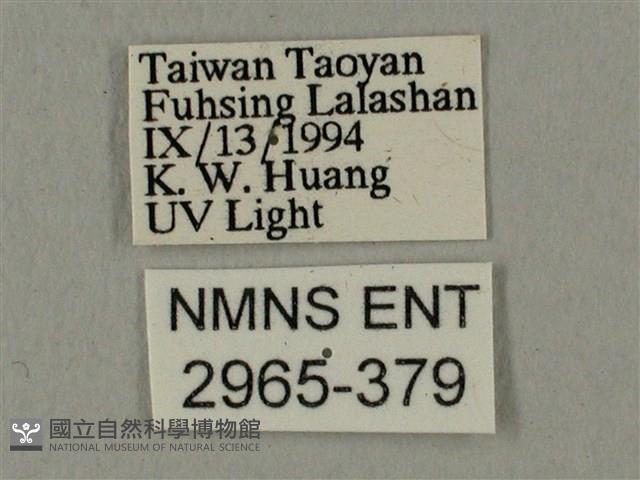 蝦殼天蛾藏品圖，第3張